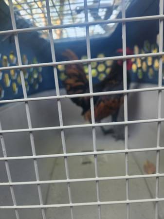 Bantam Rooster63872020128641121