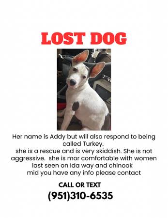Lost dog 1