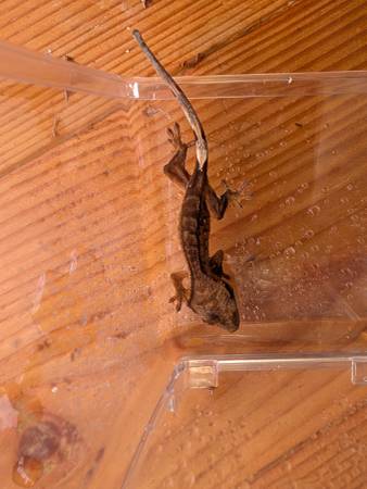 Crested Geckos (Mission Bay/Clairemont)63955993039235122