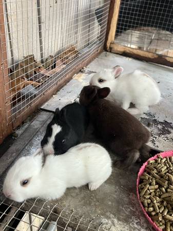 Dwarf rabbits for rehoming (Hialeah)63736084878339120