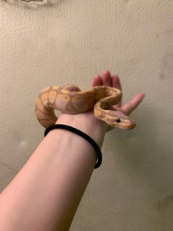 Banana ball python (Jacksonville)63682033311619121