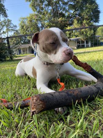 Rehoming Dog: Bully mix (Jacksonville)63682016090625123