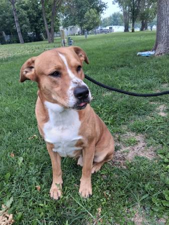 Rehoming dog (Fargo)63842059370243121