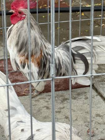 Pollos selfblue /splash kikiriki 1