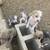 Pitbully Puppies 14 thumbnail