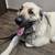 Beautiful Anatolian Shepard female owner passed , seeking loving hom 3 thumbnail