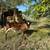 Jersey + Brown Swiss x bull calf 3 thumbnail