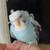 Baby Hagoromo parakeets 3 thumbnail