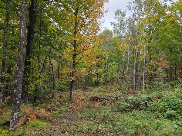 $59,900 6.2 Wooded Acres Walking Distance to State Forest and the Popple River (Fern)64152182333569120