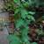 Rose of Sharon Hibiscus Live Shrub Azurri Blue Satin 3 ft Starter tree 5 thumbnail