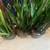 ******* SNAKE PLANTS for SALE ******* 3 thumbnail