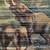 Mini Elephant Blind 6 thumbnail