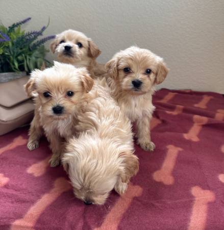 Poodle mixed puppies63890024969857121