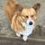 Corgi female 2 thumbnail