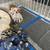 Rehoming Chihuahua Mix Pups 3 thumbnail