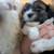 2 male Shih tzu puppies 7 thumbnail