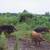 Herd of Mangalitsa Pigs 2 thumbnail