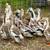 2026 Silver Appleyard Ducks 3 thumbnail