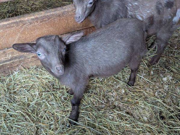 Nigerian Dwarf goat 1