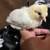 Gamefowl chicks 1 thumbnail