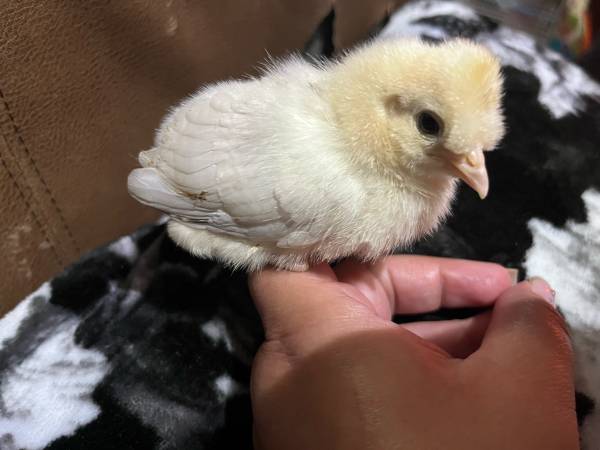 Gamefowl chicks 1