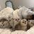 Scottish fold 7 thumbnail