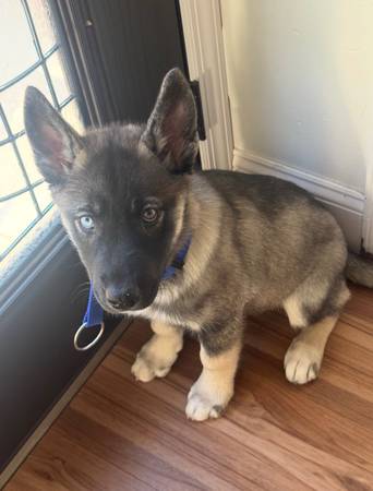 Husky puppy 3 months old needs home 1