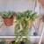 Burro's Tail, Calico Kitten, Blue Chalkstick 1 thumbnail