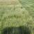 Montgomery Farms 2024 - 10% grass rounds - 2024 5 thumbnail