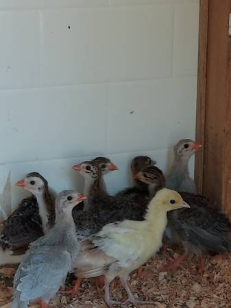 Guinea - $10 (Roy)63471460619905124