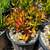 1 gallon succulent (Crassula rubricaulis) for $4 5 thumbnail
