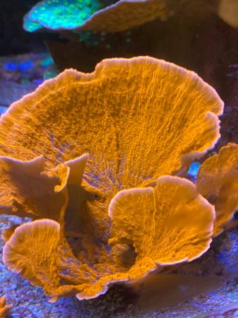 FRAG Montipora Capricornis Monti Cap 1