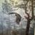 Wall Art- Daniel Smith "Shrouded Forest-Bald Eagle" Signed& #d Litho 2 thumbnail