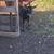 Doeling Nigerian dwarf goat 1 thumbnail