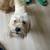 Boy poodle 4 thumbnail