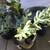 A tray of ghost plant succulents in 6 cute mini ceramic pots 5 thumbnail