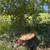 Tree work 2 thumbnail