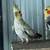 Cockatiels 2 thumbnail