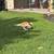 Rehoming Great Pyrenees Mix 7 thumbnail