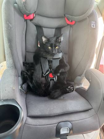 gatito macho de 6 meses (Des Moines)63671573254529123