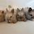 Angora Rabbits 7 thumbnail