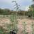 Mesquite trees Native and Chilean 4 thumbnail