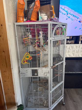 Pineapple Conure (Santa clarita)63893601236738120