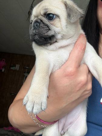 Cachorro de pug (Kennewick)544010338095616003
