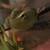 Green tree frog 1 thumbnail