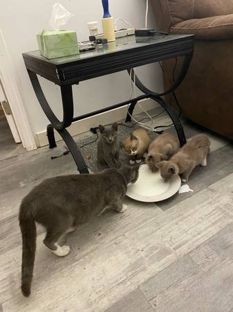 Siamese Four kittens (San Diego)63831052717187122