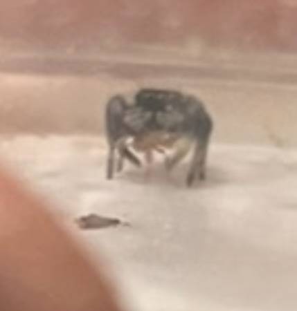 Regal Jumping Spiders for Adoption!63679621891587124