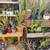 Beautiful Drought Tolerant Desert Plants for your Home! 11 thumbnail