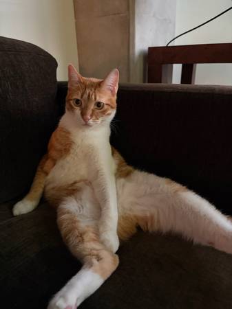 Smallie for adoption (pacific heights)63869605755265120