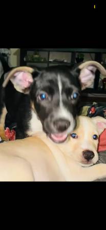 10‑Week‑Old Shepherd Puppy — Healthy, Friendly, Ready Now63870037211137121